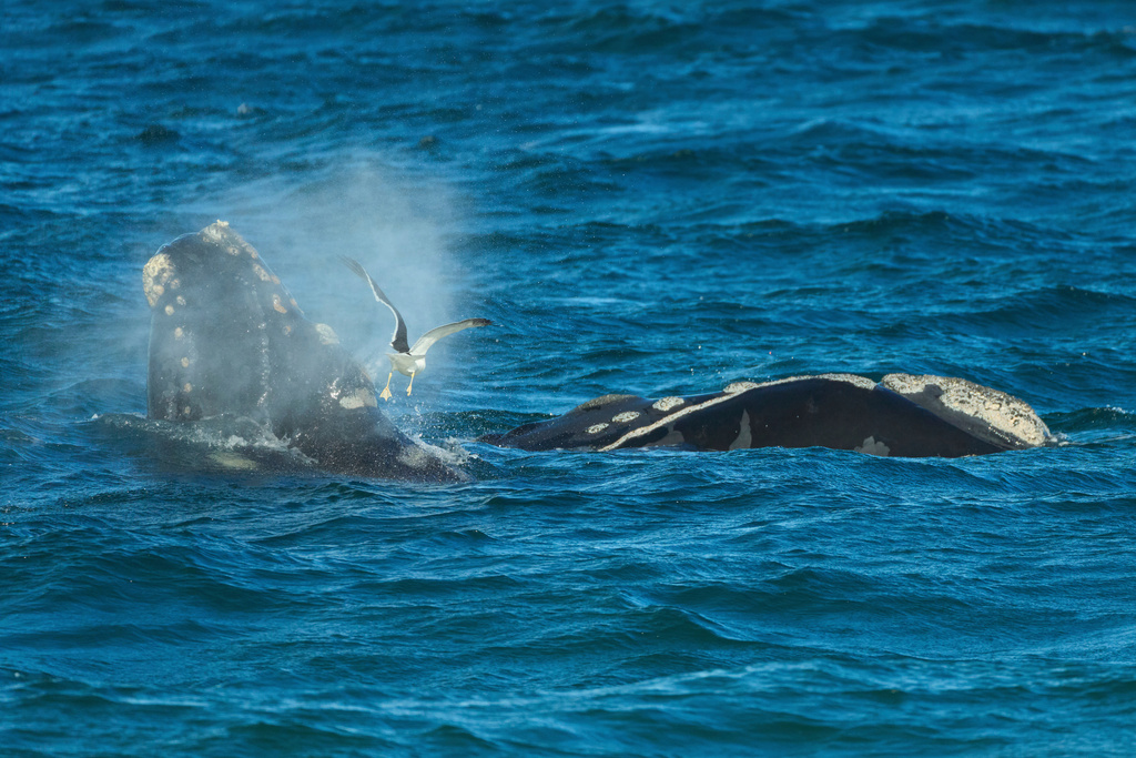 A seagull flies by a Southern Right Whale calf in the El Doradillo protected area, near Puerto Madryn, Argentina, Saturday, Oct. 4, 2025. (AP Photo/Victor R. Caivano)