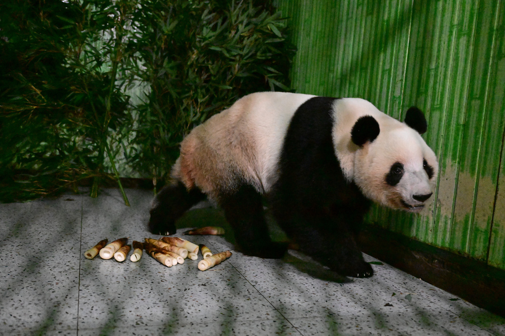 In this photo taken in the early hours of Jan. 28, 2026, and released by China Conservation and Research Center for Giant Panda, giant panda Lei Lei, newly returned from Japan, walks in an enclosure at the research center for Giant Panda in southwestern China's Sichuan province. (China Conservation and Research Center for Giant Panda via AP)