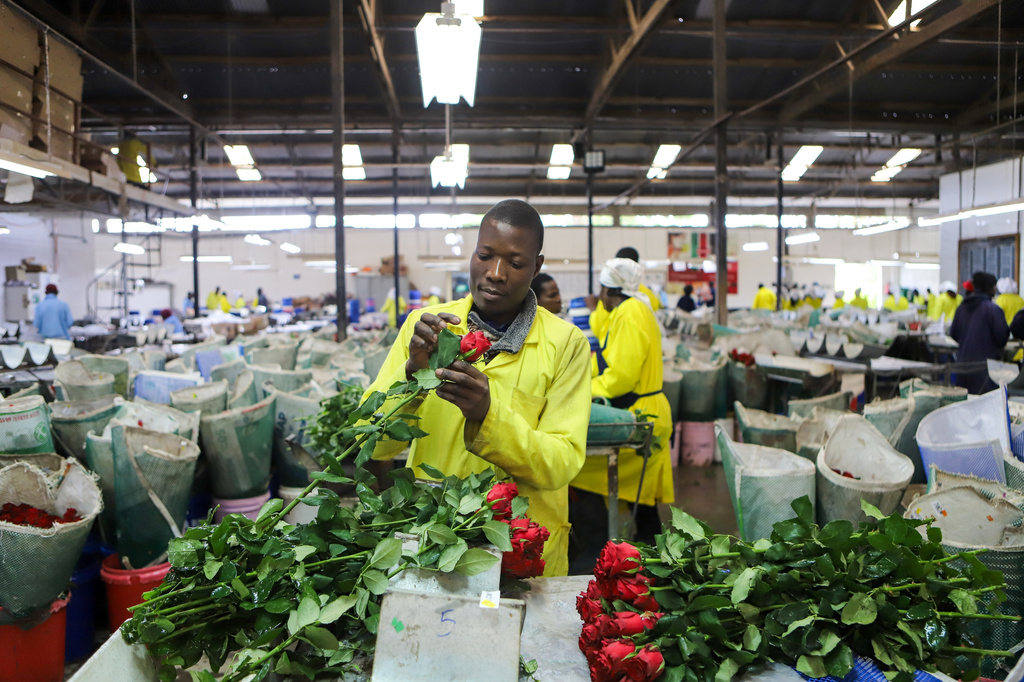 FILE - Festus Mwirotsi, 34, scouts for pests and diseases in roses meant for export at Isinya Roses farm in Kajiado, Kenya, March 24, 2026, as Kenya's flower industry is losing up to $1.4 million a week as the Iran war cuts demand and disrupts shipping. (AP Photo/Patrick Ngugi, File)