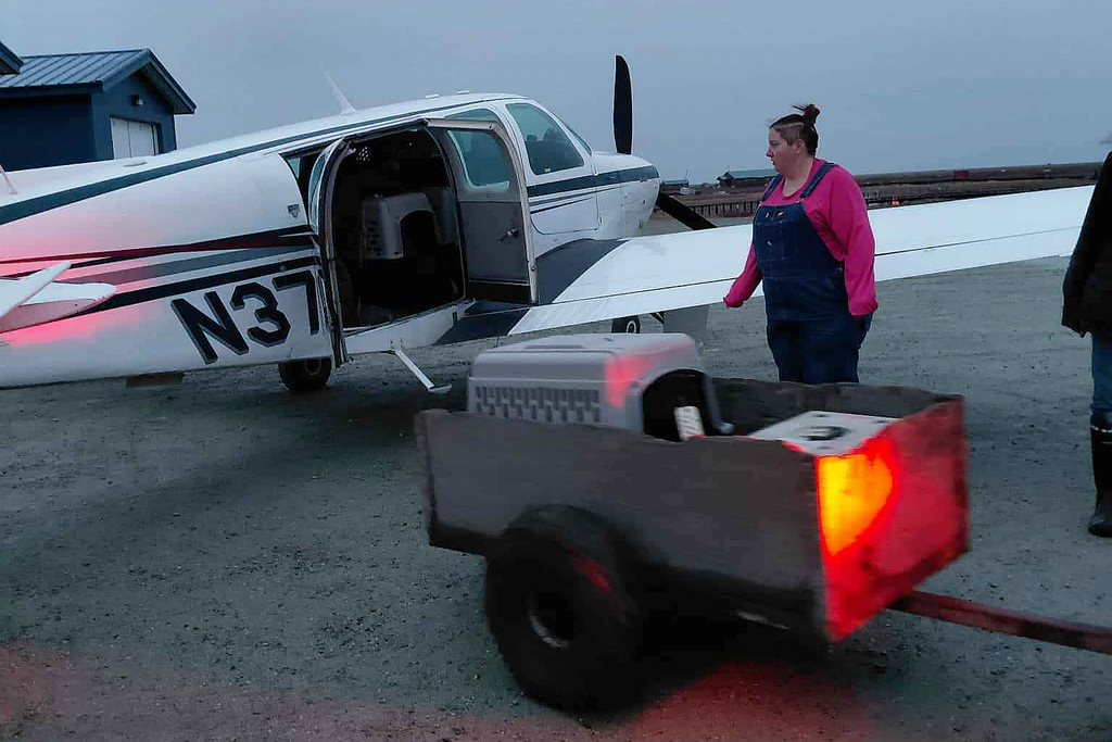 In this photo provided by Jacqui Lang, volunteers help collect dogs in Kipnuk, Alaska, Wednesday, Oct. 15, 2025, to evacuate to an animal shelter in Bethel, Alaska, as their owners had evacuated. (Jacqui Lang via AP)