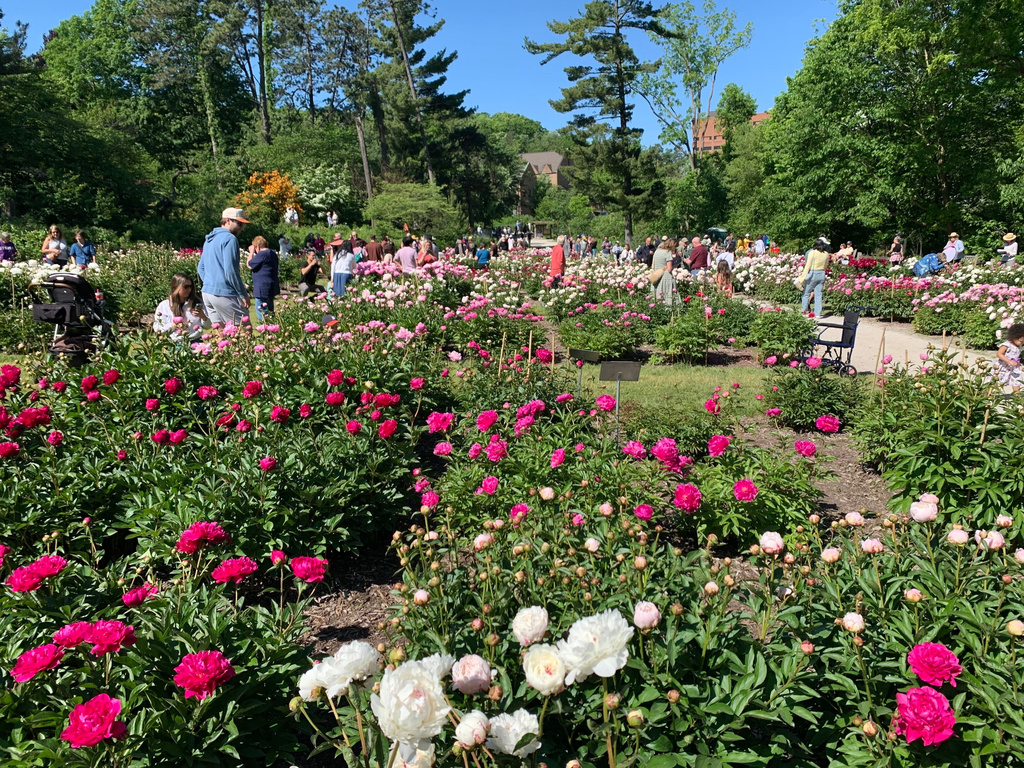 Visitors walk among the peonies on display at Nichols Arboretum's W.E. Upjohn Peony Garden Saturday, May 30, 2026, in Ann Arbor, Mich. (AP Photo/Mike Householder)