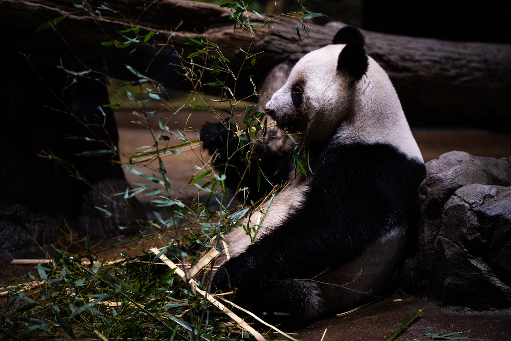 Giant panda Lei Lei eats in its enclosure on the final day of public viewing before departing for China at Ueno Zoo in Tokyo, Sunday, Jan. 25, 2026. (AP Photo/Louise Delmotte)