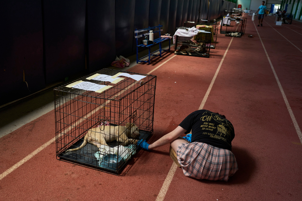 A volunteer tends to a dog rescued from recent wildfires at a temporary shelter inside a stadium in Megara, Greece, Wednesday, Aug. 5, 2026. (AP Photo/Petros Giannakouris)