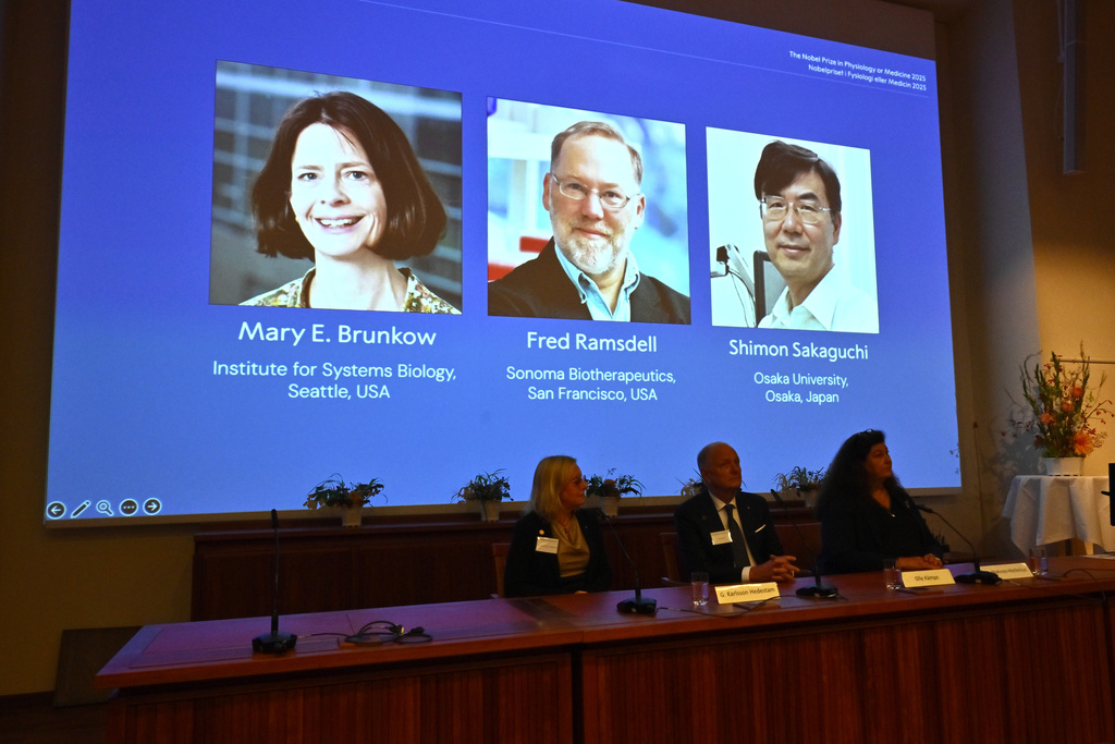 A screen showing the photos of Mary E Brunkow, Fred Ramsdell and Shimon Sakaguchi who were awarded the Nobel Prize in Medicine or Physiology, at the Nobel Assembly of the Karolinska Institutet, in Stockholm, Sweden, Monday, Oct. 6, 2025. (Claudio Bresciani/TT News Agency via AP)