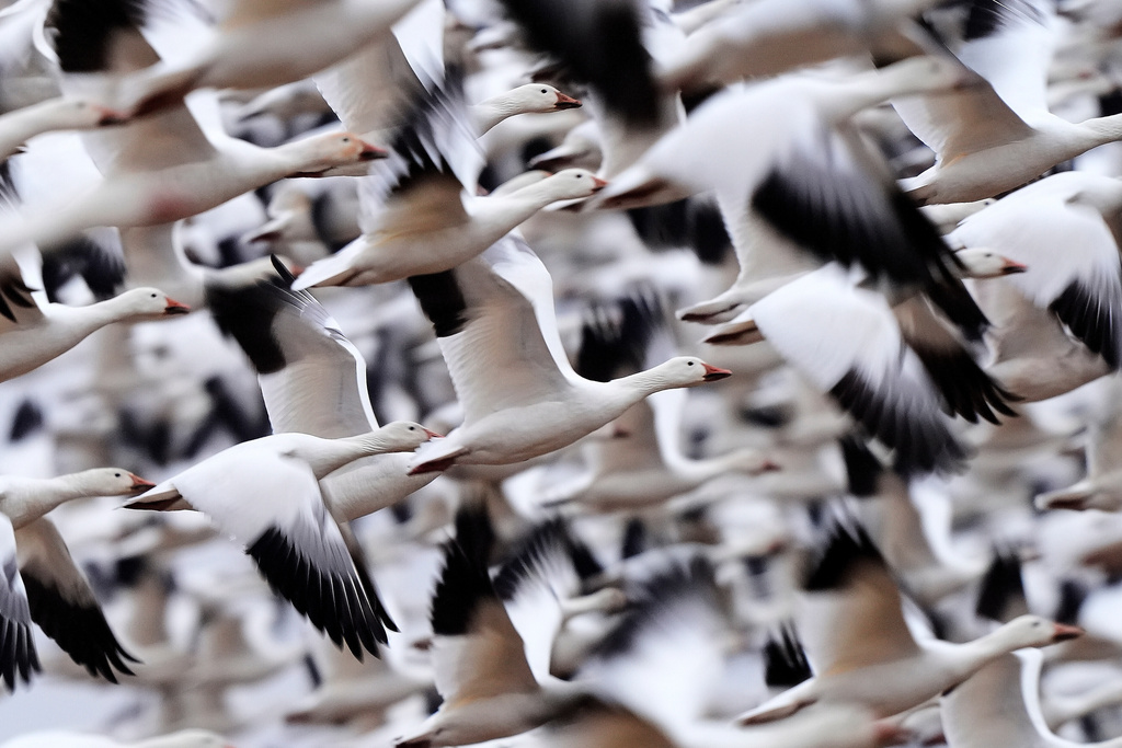 Snow geese take off to resume their northern migration after a stopover at the Middle Creek Wildlife Management Area, Friday, March 6, 2026, in Kleinfeltersville, Pa. (AP Photo/Robert F. Bukaty)