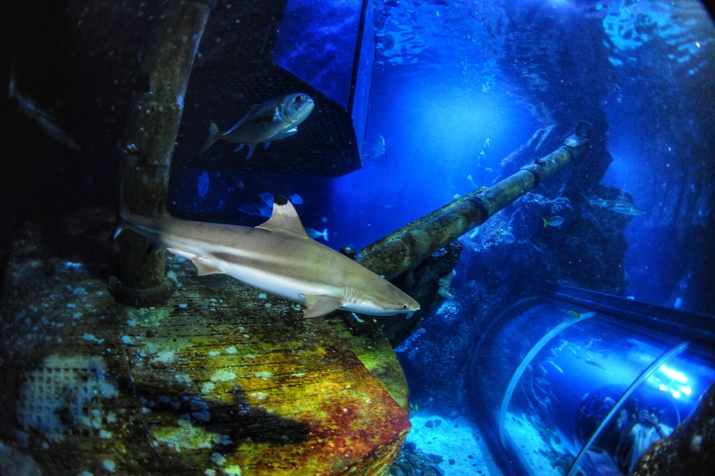 In this undated handout photo provided by Heinrich Heine University Duesseldorf in January 2026, a blacktip reef shark swims at Sealife Oberhausen in Oberhausen, Germany. (Maximilian Baum/Heinrich Heine University Duesseldorf via AP)
