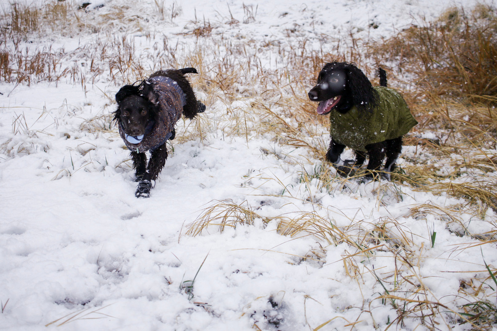 Two English Cocker Spaniel dogs, Roo, left, and Ryder, chase each other in the first snow of the season in Flagstaff, Ariz., Wednesday, Nov. 19, 2025. (AP Photo/Cheyanne Mumphrey)