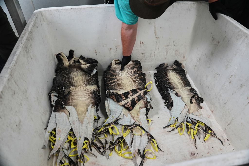 A worker stacks farmed alligator skins in a bin after inspection Tuesday, Jan. 20, 2026, at a farm in Abbeville, La. (AP Photo/Joshua A. Bickel)