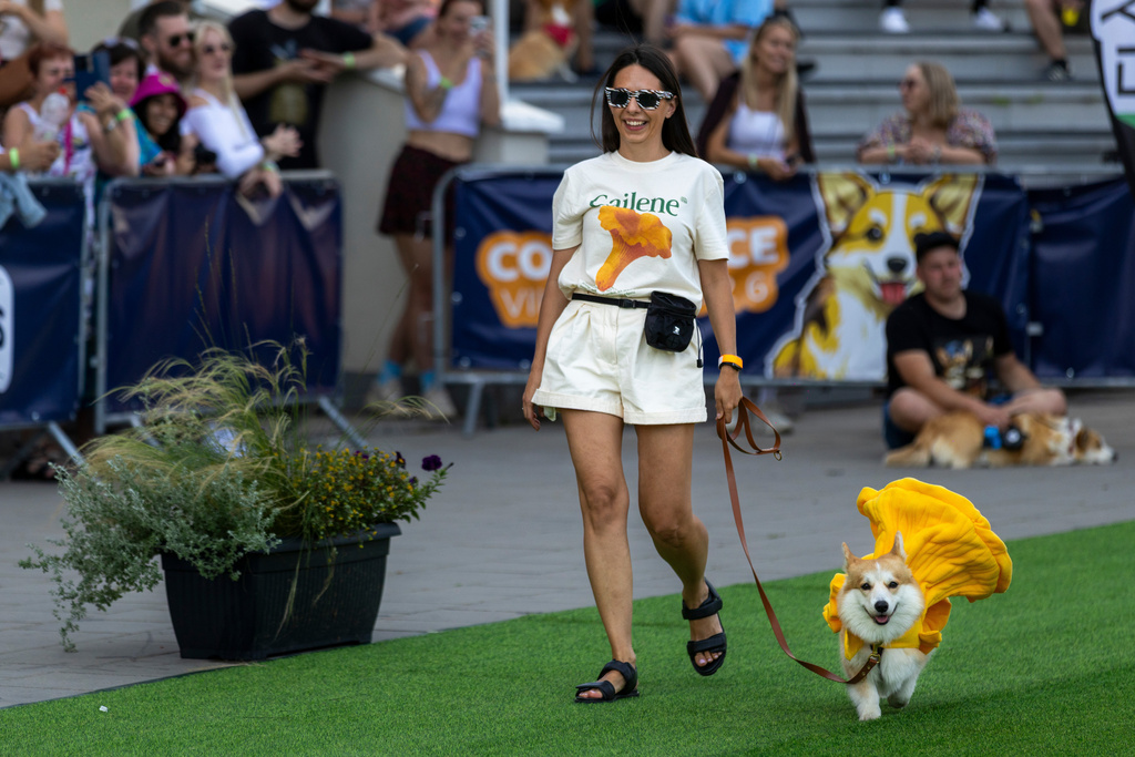 A corgi dog participates in a fashion show during a international event Corgi Race Vilnius 2026 in Vilnius, Lithuania, Saturday, Aug. 15, 2026. (AP Photo/Mindaugas Kulbis)