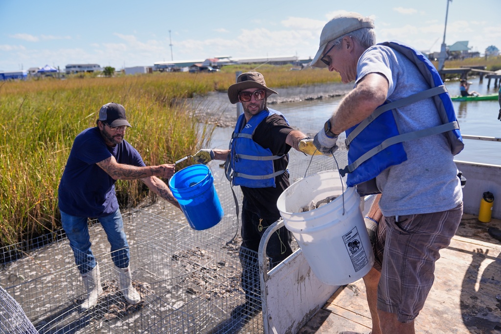 Volunteers fill mesh containments with oyster shells during a reef barrier project organized by the Coalition To Restore Coastal Louisiana in Cocodrie, La., Friday, Oct. 24, 2025. (AP Photo/Gerald Herbert)