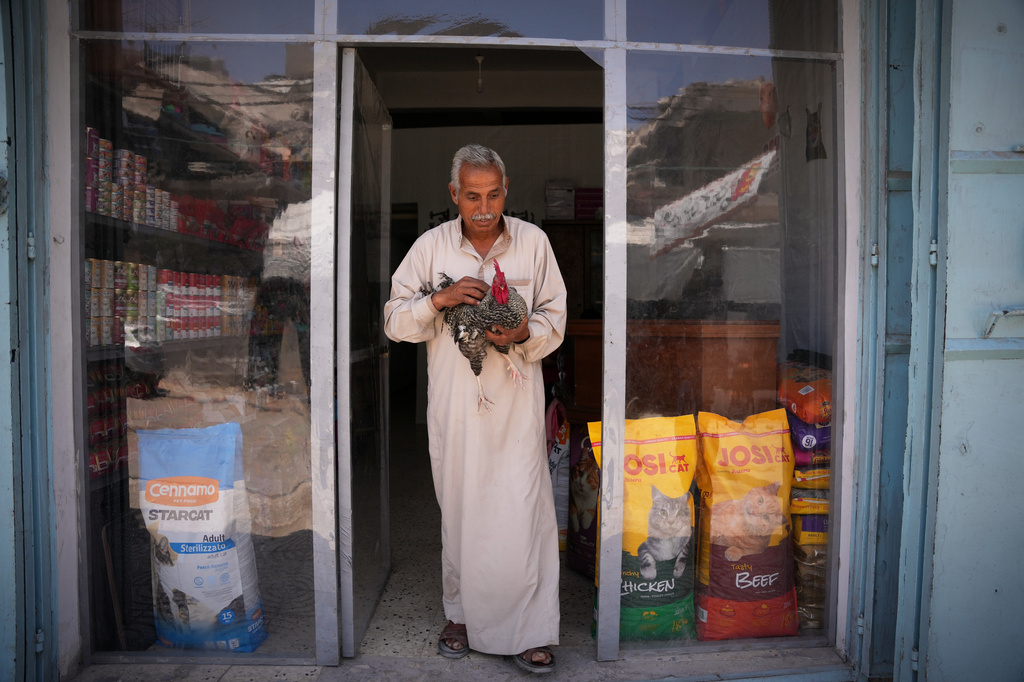 Jaber Abu Shaaban, 62, carries his rooster, which is suffering from suffering from nasal discharge, after being checked at a veterinary clinic in Gaza City, Saturday, June 6, 2026. (AP Photo/Abdel Kareem Hana)