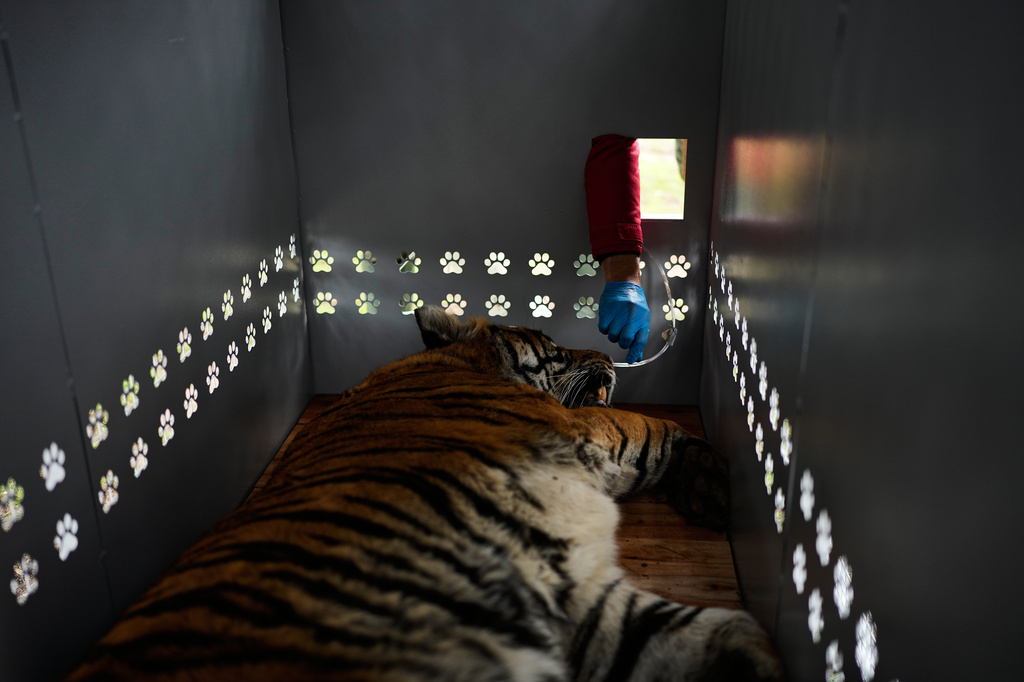 A tiger lies in a crate as Four Paws animal welfare organization members prepare for its transfer from a shuttered zoo to a sanctuary in South Africa, in Lujan, Argentina, Friday, Aug. 14, 2026. CORRECTION: Corrects sanctuary from United States to South Africa. (AP Photo/Natacha Pisarenko)