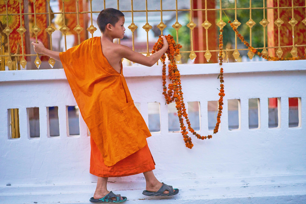 A novice Buddhist monk removes marigold garlands from a temple fence at a temple in Luang Prabang, Laos, Tuesday, Nov. 4, 2025. (AP Photo/Eugene Hoshiko)