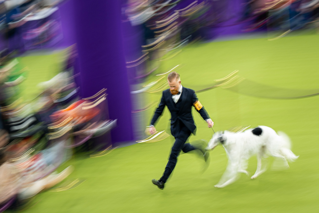 A man shows his borzoi at the 150th Westminster Kennel Club Dog Show, Monday, Feb. 2, 2026, in New York. (AP Photo/Angelina Katsanis)