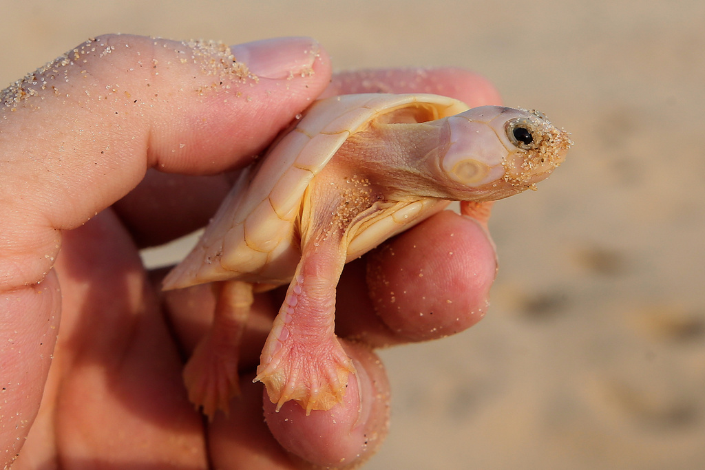 An environmental agent of the Chico Mendes Institute holds an albino turtle hatchling (podocnemis expansa) ahead of its release at the Abufari Biological Reserve, in Tapaua, Amazonas state, Brazil, Monday, Nov. 17, 2025. (AP Photo/Edmar Barros)