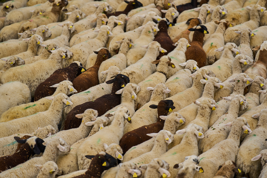 A herd of sheep are guided through central Madrid, Spain, as shepherds lead them through the streets in defense of ancient grazing and migration rights in Madrid, Spain, Sunday, Oct. 19, 2025. (AP Photo/Manu Fernandez)