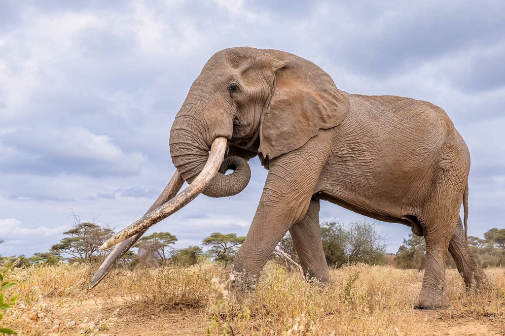This undated photo shows Craig, the iconic elephant with super tusks, died from natural causes on Saturday, Jan. 3, 2026 in Amboseli National Park, Kenya. (Kenya Wildlife Service via AP)