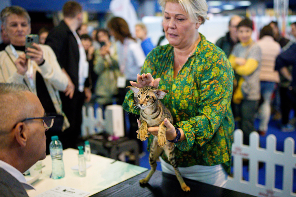 An Oriental shorthair cat waits to be evaluated by a judge during the FIFe World Show Romania 2025, the world's largest cat event, held in a different country every year, which brought together more than 1000 cats from over 30 countries, in Bucharest, Romania, Saturday, Oct.25, 2025. (AP Photo/Andreea Alexandru)