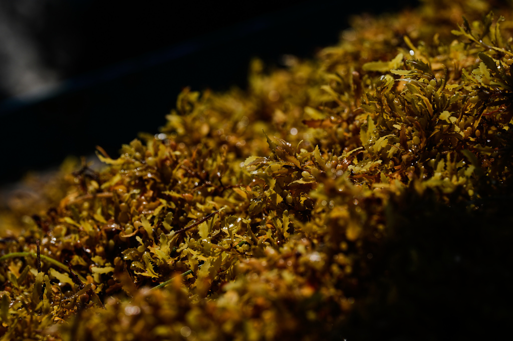 Sargassum gathers in the water off the coast of Tulum, Mexico, Thursday, July 30, 2026. (AP Photo/Fernando Llano)