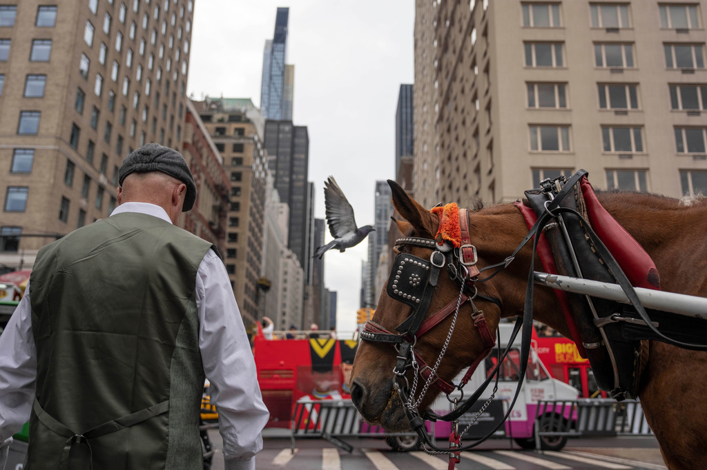 A carriage horse stands at an entrance to Central Park, Wednesday, Oct. 14, 2026, in New York. (AP Photo/Yuki Iwamura)