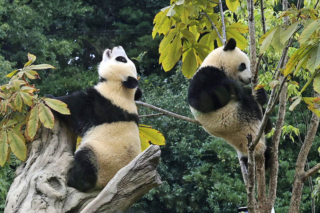 Lei Lei, left, and her brother Xiao Xiao, twins of giant pandas, climb on trees in their enclosure at the Ueno Zoological Gardens in Tokyo, Oct. 28, 2022. (Takuto Kaneko/Kyodo News via AP)