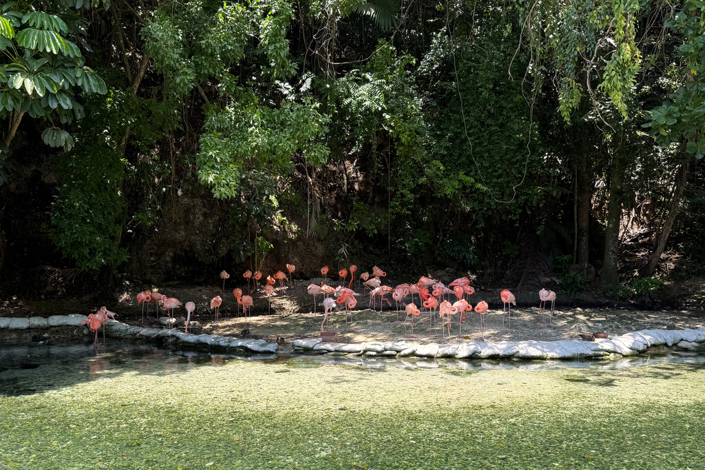 Flamingos, some of which were rehabilitated, gather in the shade at Santo Domingo's National Zoological Park in Dominican Republic, Wednesday, June 17, 2026. (AP Photo/Danica Coto)
