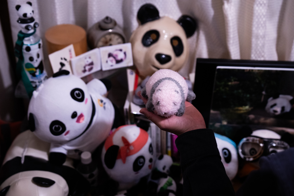 Takahiro Takauji holds a replica of the panda Xiang Xiang as a cub during an interview at his home in Saitama, Monday, Jan. 19, 2026. (AP Photo/Louise Delmotte)