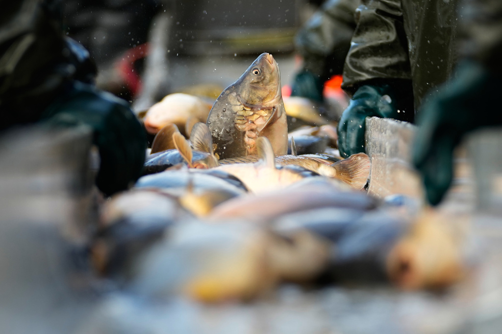 Fishermen sort fish during a traditional fish haul of the Rozmberk pond near the town of Trebon, Czech Republic, Friday, Oct. 17, 2025. (AP Photo/Petr David Josek)