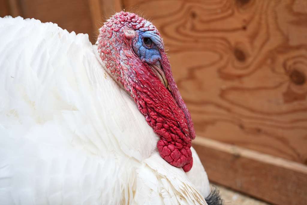 A tom turkey named Gus watches visitors in an enclosure at Luvin Arms Animal Sanctuary, Friday, Nov. 21, 2025, in Erie, Colo. (AP Photo/David Zalubowski)