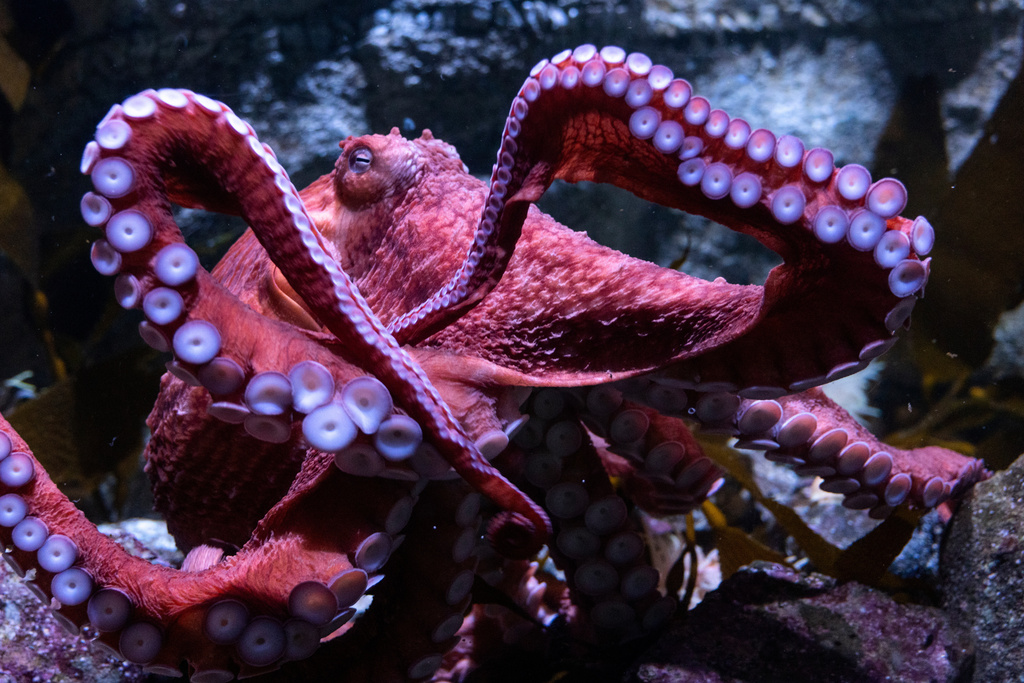 This photo provided by Aquarium of the Pacific shows Ghost, a giant Pacific octopus, in its habitat at Aquarium of the Pacific on June 6, 2025. (Aquarium of the Pacific via AP)