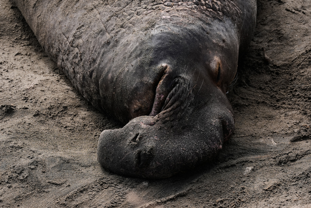 A bull elephant seal rests on a beach at Año Nuevo State Park, Friday, Jan. 16, 2026, in Pescadero, Calif. (AP Photo/Godofredo A. Vásquez)