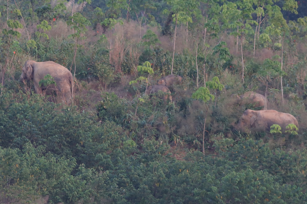 In this photo released by Thailand Department of National Parks, Wildlife and Plant Conservation, wild elephants gather after receiving an elephant contraception vaccine in the Trat province of Thailand, Tuesday, Jan. 27, 2026. (Thailand Department of National Parks, Wildlife and Plant Conservation via AP)