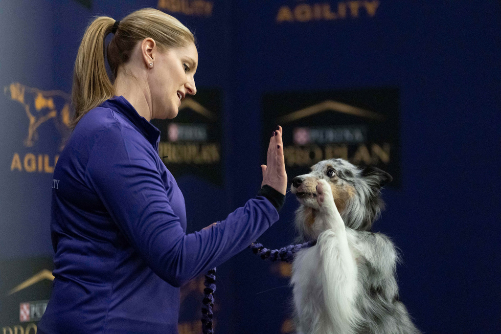 An Australian Shepherd dog gives a high-five to a handler before competing in the Masters Agility Championship Finals at the 150th Westminster Kennel Club Dog show, Saturday, Jan. 31, 2026, at the in New York. (AP Photo/Yuki Iwamura)