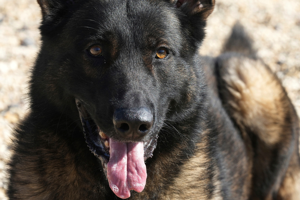 FILE - German Shepherd family protection dog Lobo rests at the Strapestone Kennels in Radstock, England, March 5, 2025 .(AP Photo/Frank Augstein, file)