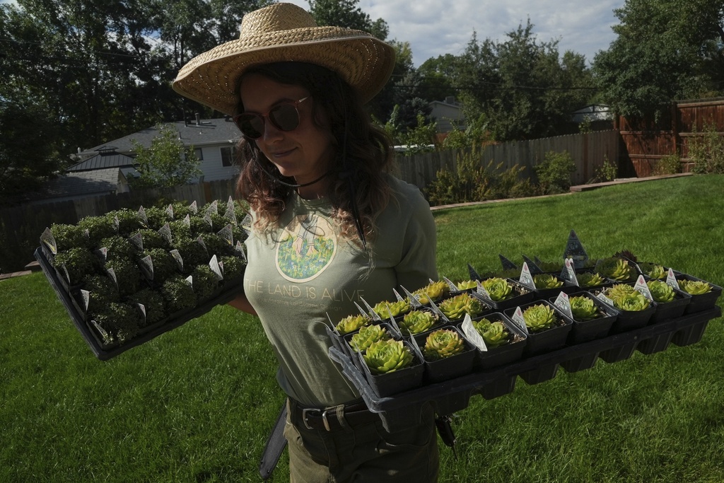 Eryn Murphy carries native plants Thursday, Aug. 28, 2025, in Littleton, Colo. (AP Photo/Brittany Peterson)