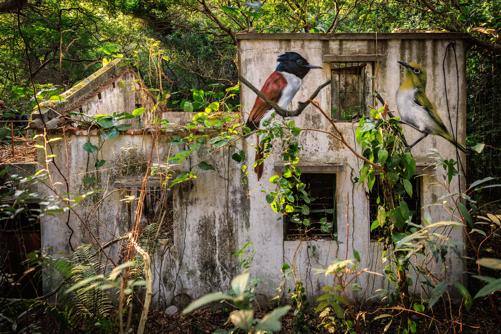 An Amur Paradise Flycatcher, left, and a Swinhoe's White-eye are seen painted on the wall of an abandoned house near Wang Tong village, Lantau, Hong Kong, Jan. 20, 2025. (AP Photo/May James)
