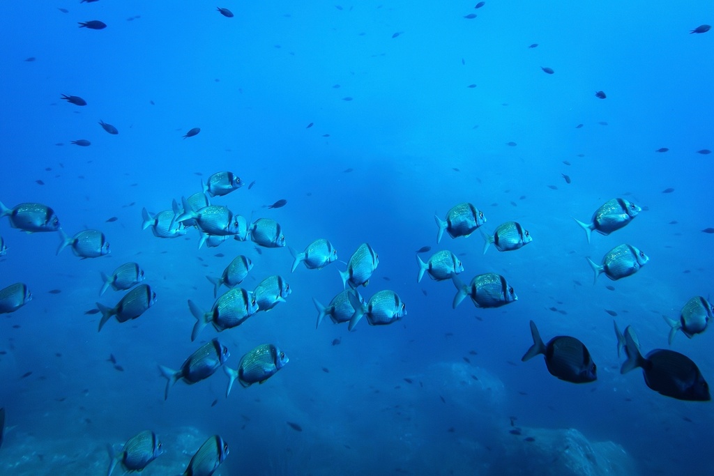 FILE - Common two-banded seabream fish swim in the protected area of France's Porquerolles National Park ahead of the U.N. Ocean Conference on June 6, 2025. (AP Photo/Annika Hammerschlag, File)