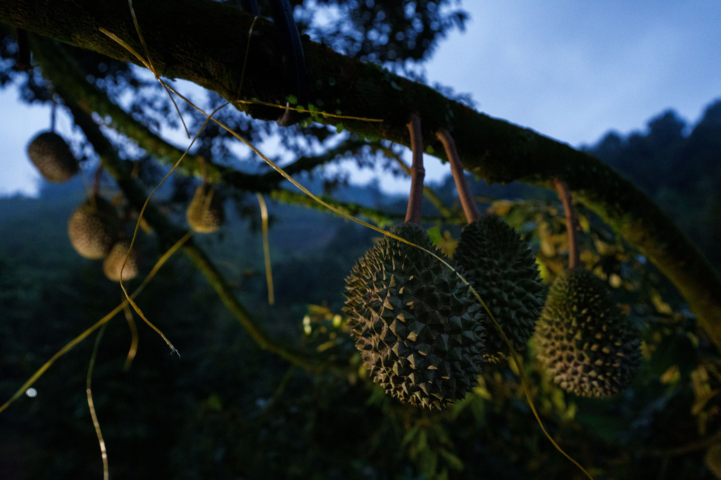 Durians hang from a tree at an orchard in Karak, Pahang state, Malaysia, Tuesday, June 23, 2026. (AP Photo/Vincent Thian)