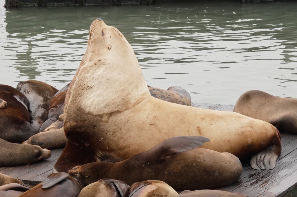 Chonkers, a giant Steller sea lion, sits on a dock at San Francisco's Fishermen's Wharf, Thursday, April 30, 2026. (AP Photo/Haven Daley)