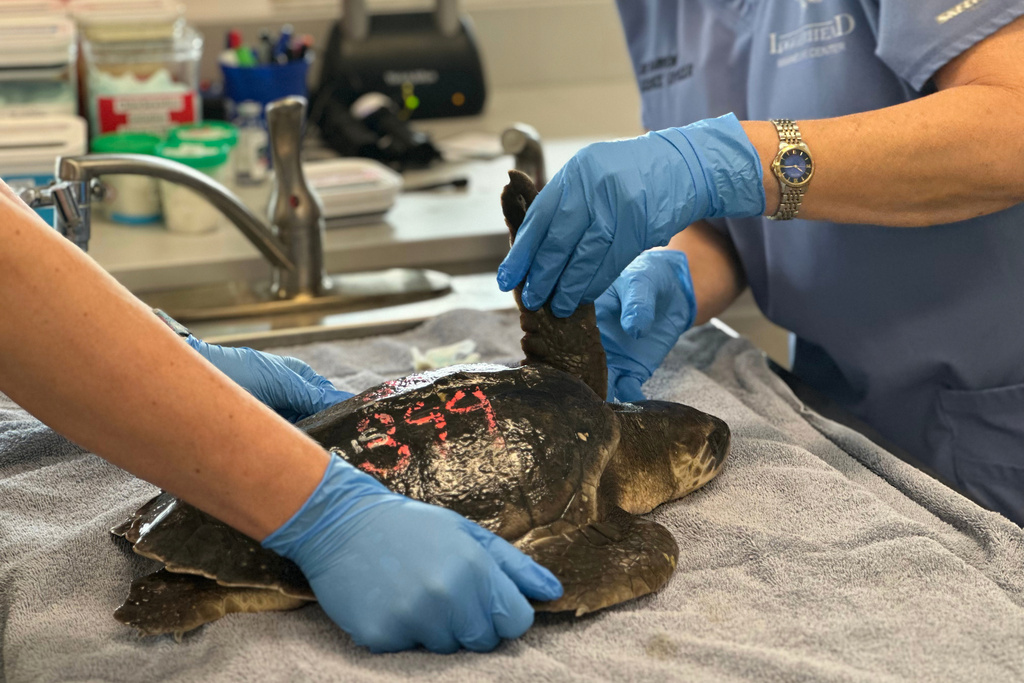 Staff at Loggerhead Marinelife Center care for a Kemp's Ridley sea turtle Monday, Dec. 15, 2025, in Juno Beach, Fla. (AP Photo/Cody Jackson)