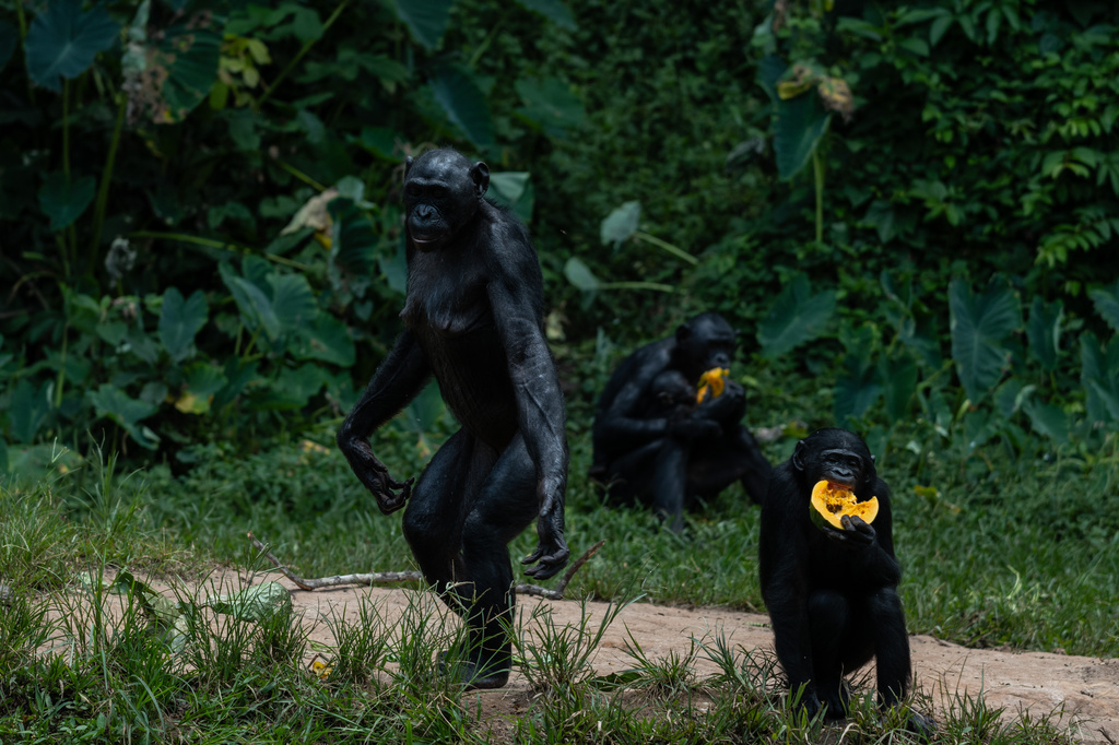 Bonobos at the Lola ya Bonobo sanctuary eat papaya in Kinshasa, Democratic Republic of the Congo, on April 8, 2026. (AP Photo/Samy Ntumba Shambuyi)