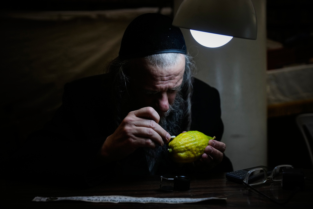 An ultra-Orthodox Jewish man inspects an etrog, a citrus fruit, to determine if it is ritually acceptable as one of the four items used as a symbol on the upcoming Jewish holiday of Sukkot, in Jerusalem's Mea Shearim neighborhood, Sunday, Oct. 5, 2025. (AP Photo/Ohad Zwigenberg)