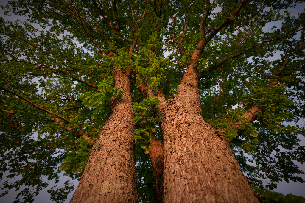 An American elm tree spreads its limbs in Portland, Maine, June 3, 2026. (AP Photo/Robert F. Bukaty)