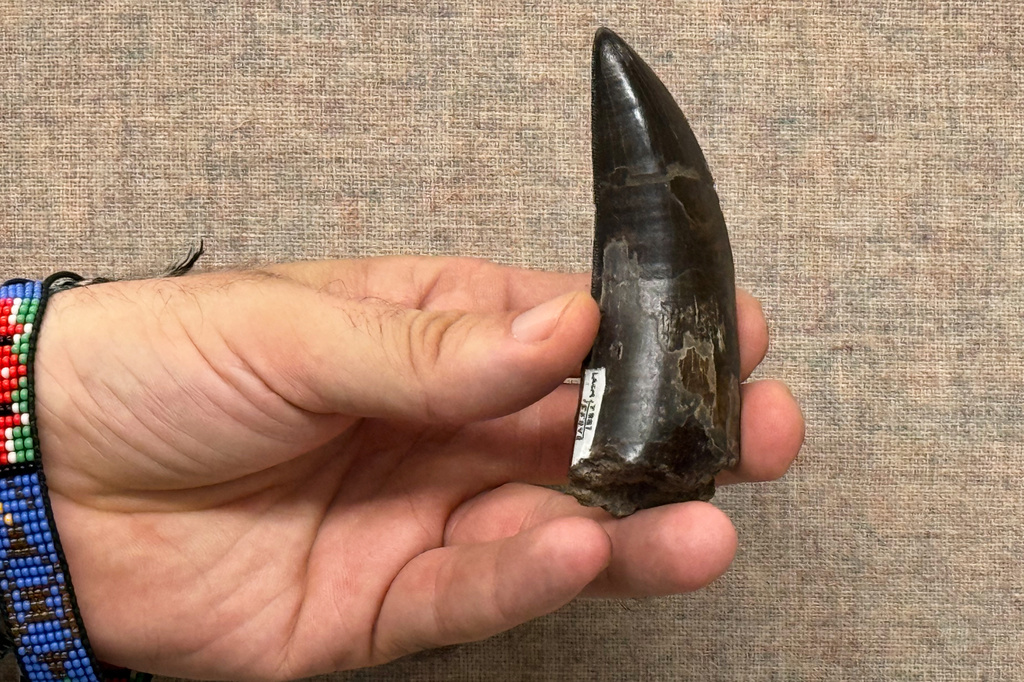 This 2026 photo provided by UCLA shows scientist Robert Eagle holding a Tyrannosaurus rex tooth that was used to measure the dinosaur’s body temperature. (UCLA via AP)