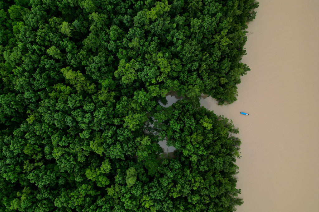A fisherman's boat sails at the mouth of the Uaca River, in the Uaca Indigenous Territory region, near the mangrove and biodiversity conservation area of Cabo Orange, in Oiapoque, Amapa state, Brazil, Thursday, March 12, 2026. (AP Photo/Eraldo Peres)