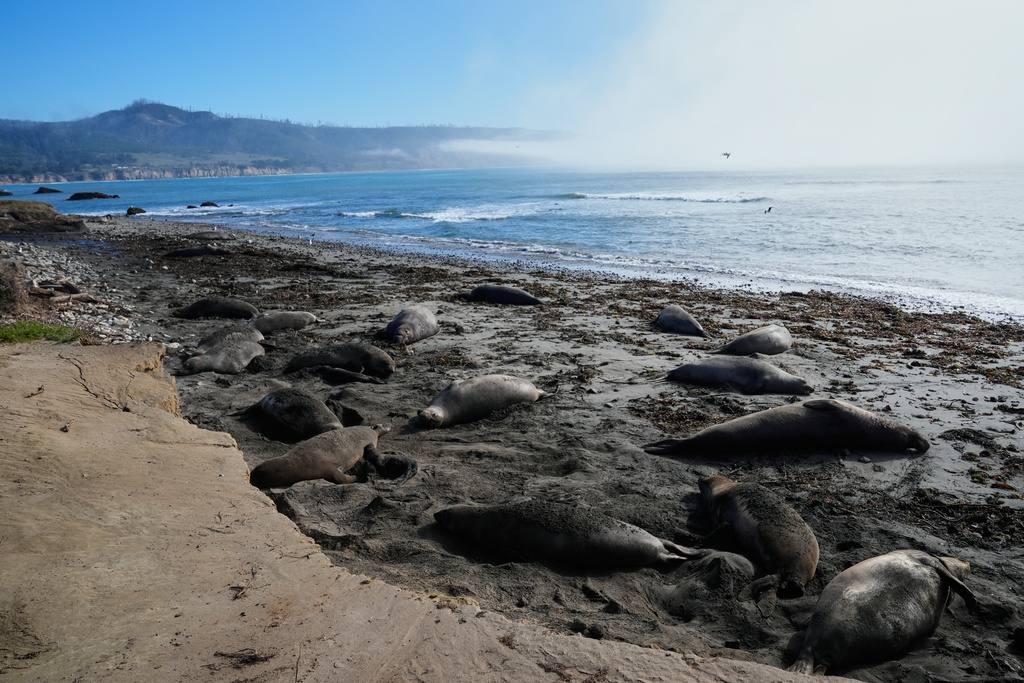 Elephant seals rest on a beach at Año Nuevo State Park, Friday, Jan. 16, 2026, in Pescadero, Calif. (AP Photo/Godofredo A. Vásquez)