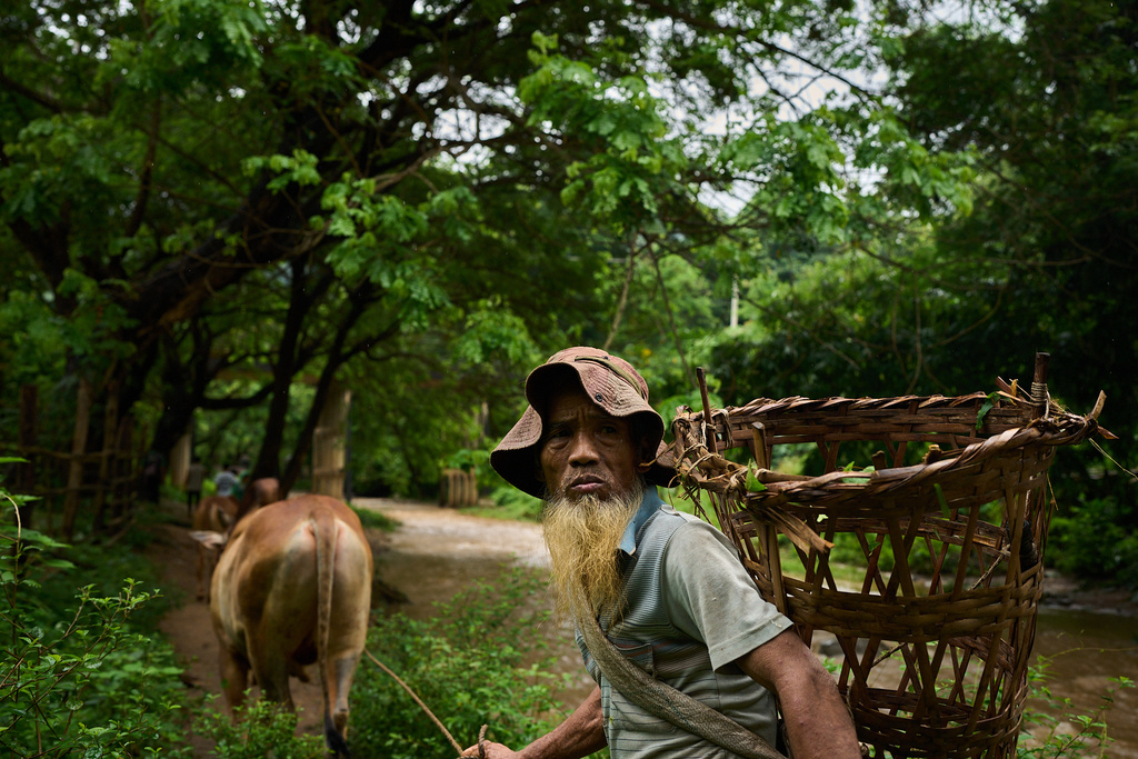 A man herds his cows near the Mae La refugee camp in the Tak province of Thailand, Wednesday, Aug. 27, 2025. (AP Photo/Bram Janssen)