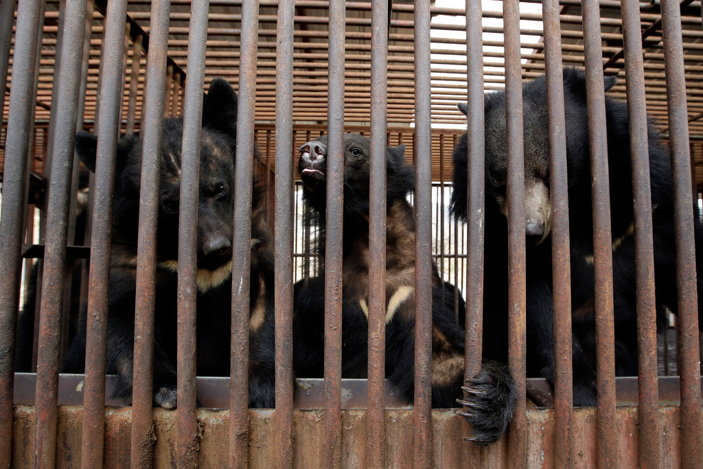 FILE - In this photo taken on Jan. 24, 2014, bears look out from a cage at a bear farm in Dangjin, South Korea. (AP Photo/Lee Jin-man, File)