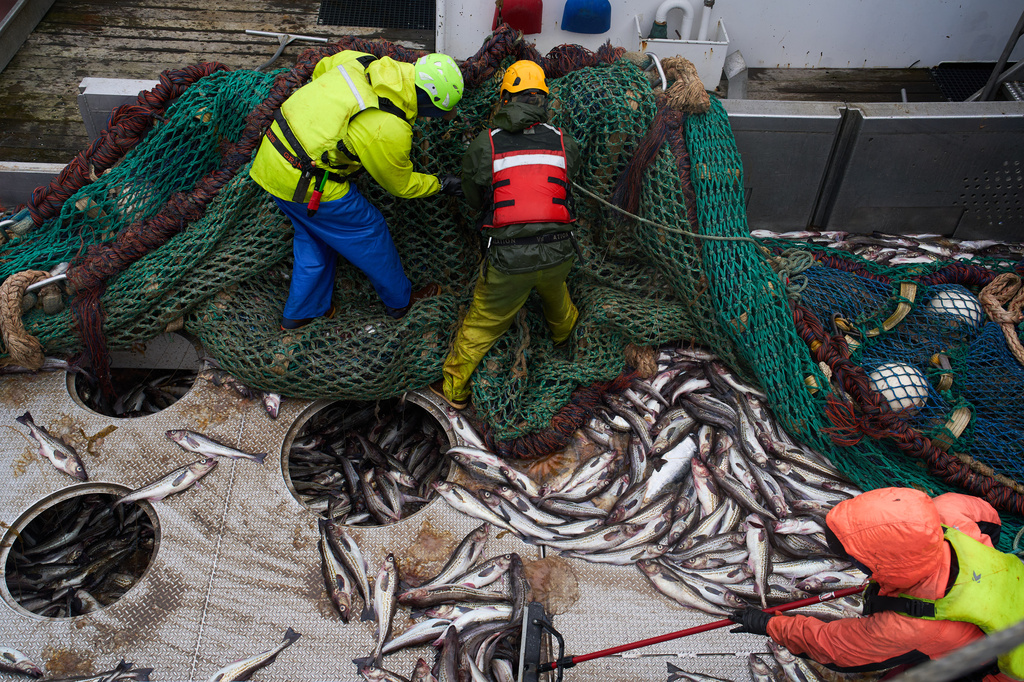 Crew members work on deck after hauling in a catch aboard the F/V Progress in the Bering Sea off the coast of Alaska, Wednesday, July 22, 2026. (AP Photo/Annika Hammerschlag)