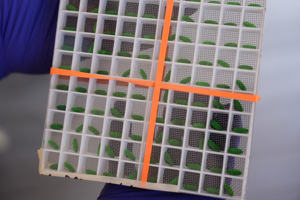 A test container of dyed fly pupae are displayed at a Domestic New World Screwworm Sterile Fly Production Facility to combat the northward spread of NWS and protect American livestock, in Edinburg, Texas, Monday, Feb. 9, 2026. (AP Photo/Eric Gay)